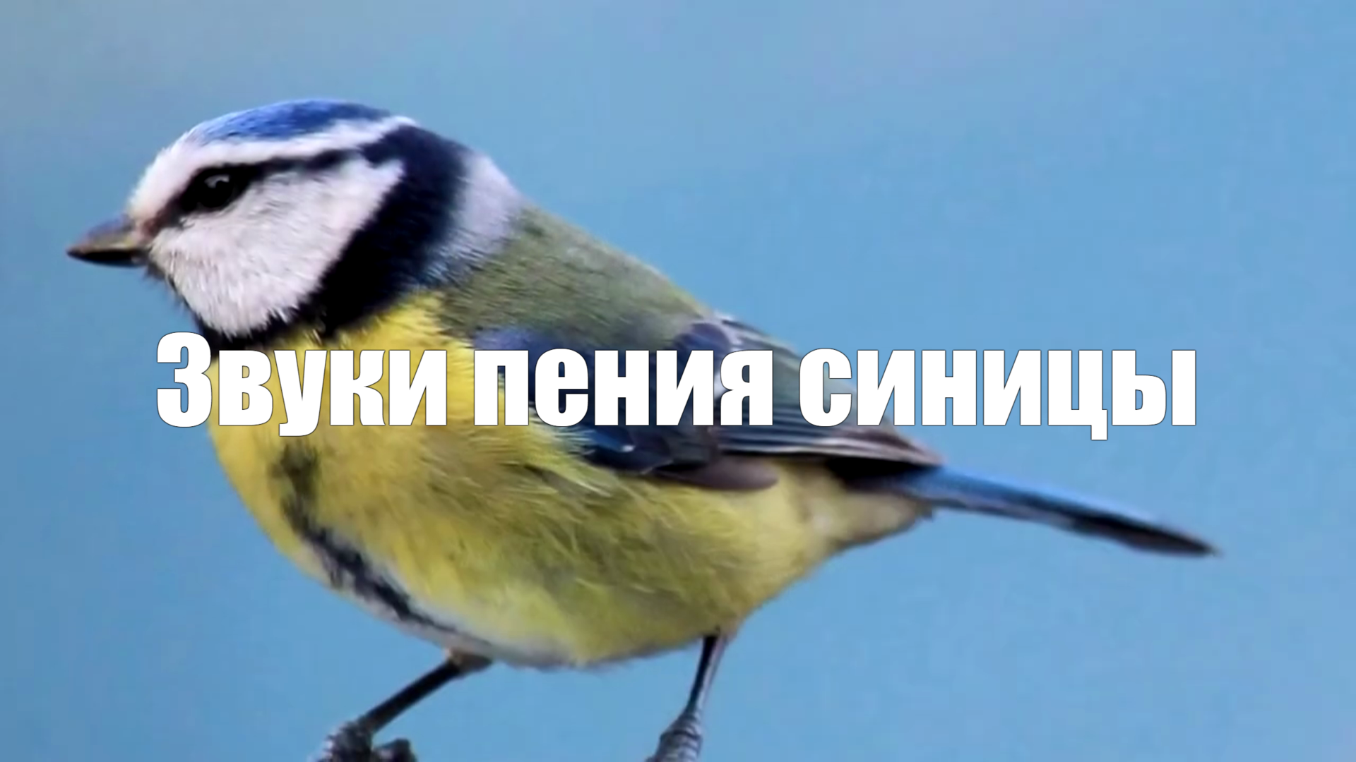 Видео 2 часа Звук природы. Пение синицы для расслабления, от бессонницы смотреть онлайн