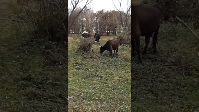 Иду с обеда - а тут коровы пасутся смотреть онлайн