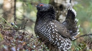 ДИКУША или каменный рябчик - краснокнижная и редкая птица отшельник!