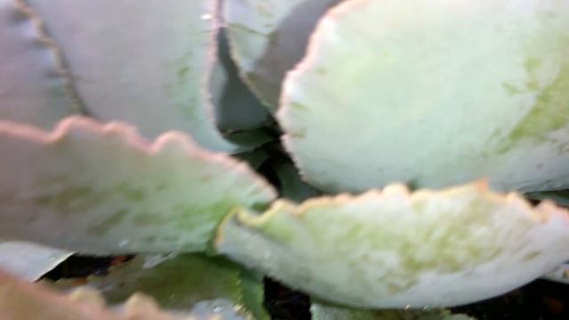 Suculenta Shaviana Dodói. смотреть онлайн