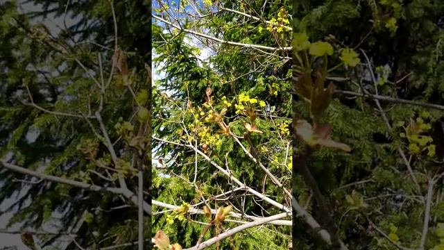 Клен. Свойства и особенности