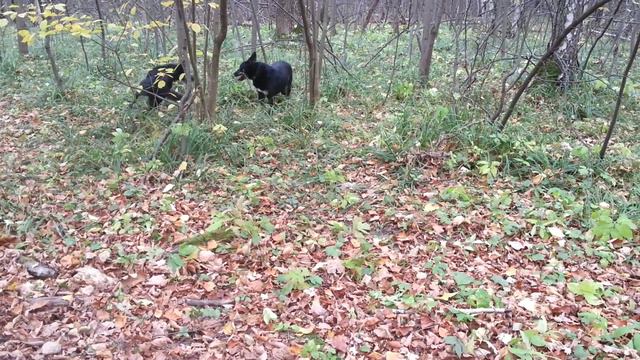 Муха ищет дом смотреть онлайн