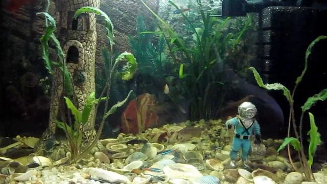 Мій акваріум 5 смотреть онлайн