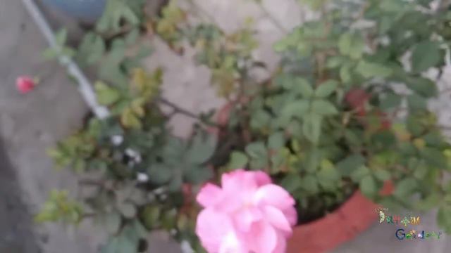 Beautiful Rose on Rooftop Garden || Dream Garden смотреть онлайн