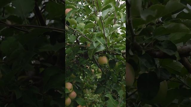 Не ищи поддержки людей! Будь уверенным! Откуда низкая самооценка? ©️Nouman Ali Khan