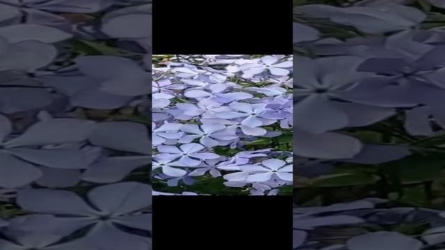 флокс растопыренный