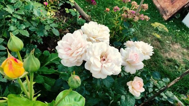 Красивые цветы на даче. Flowers in a country house. Belarus. 1507202318 смотреть онлайн