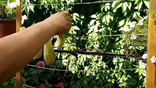 Как засушить овощи на зиму (баклажан, фасоль китайская, перец) смотреть онлайн