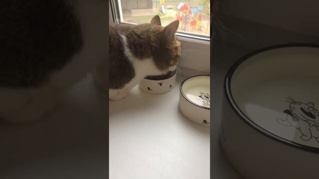 Кошка ест сухой корм Karmy смотреть онлайн