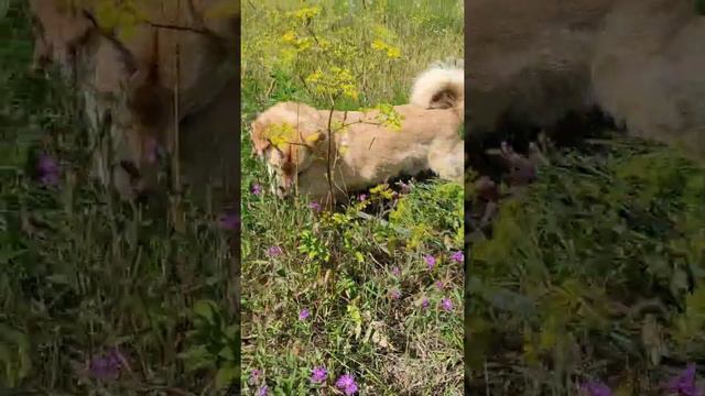 Малыш. Лесной приют смотреть онлайн