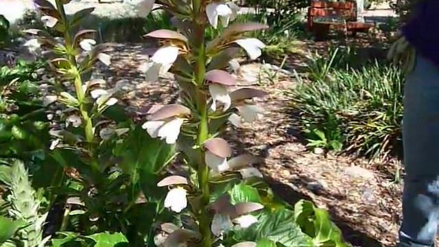 Bear's breeches - Acanthus Mollis смотреть онлайн