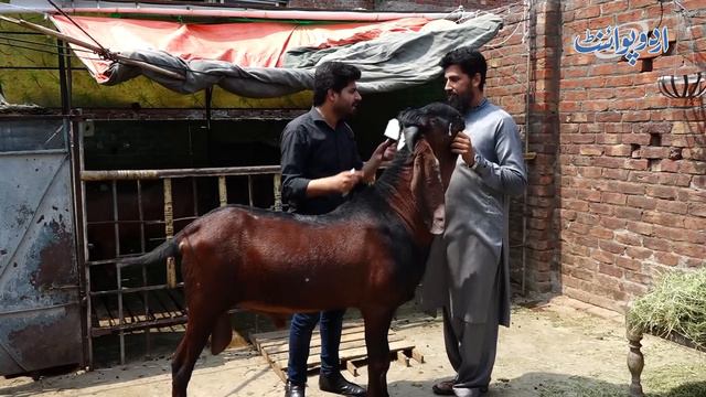 Pakistani Ne Sirf 1.5 Marla Par Goat Farm Bana Dala - 1 Bakri Se Kam Start Kia Or Aaj Bakre Hi Bakr смотреть онлайн