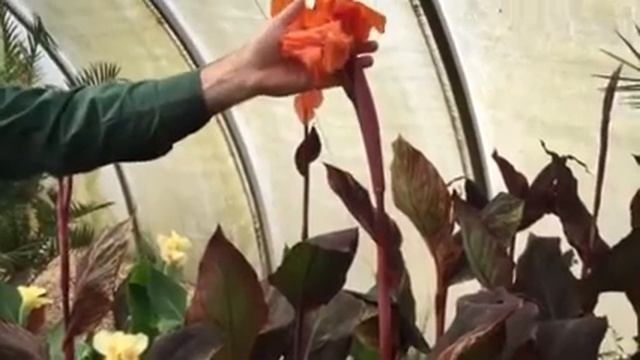 Canna Durban – For Adding A Colorful Glow To Your Surroundings смотреть онлайн