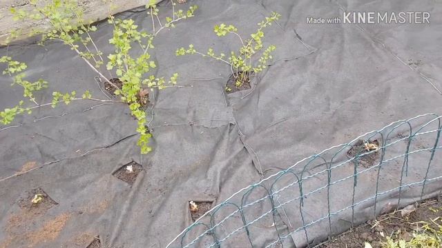 А ты сажал клубнику на агроволокно? смотреть онлайн