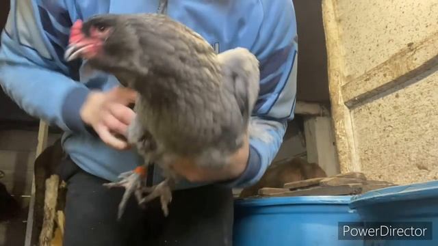 ЛУЧШИЕ КОРОВЫ ДЛЯ НОВИЧКОВ// РЕЗУЛЬТАТЫ скрещивания кур ??? смотреть онлайн