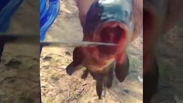 ржака говорящая рыба смотреть онлайн