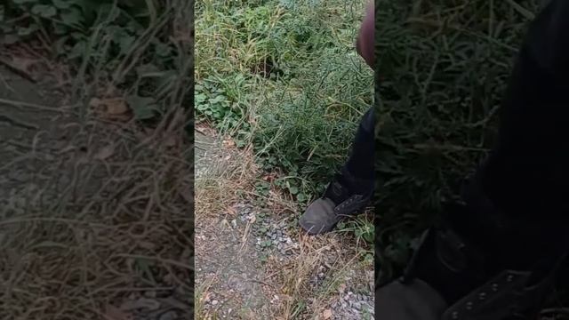 Дача.Воздушная тревога.Пушистые гости.#дача #моялюбимаядача #garden смотреть онлайн