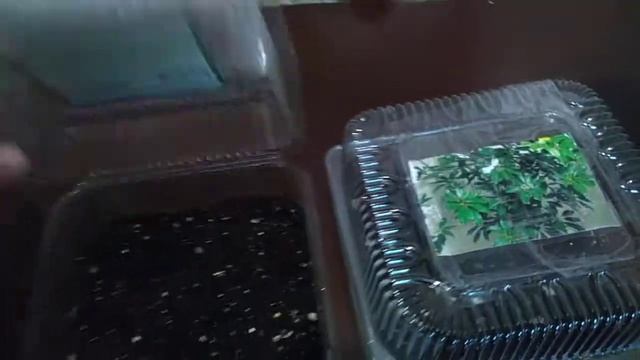 Эксперимент № 4 Шеффлера против фатсии. Выращивание растений семейства Аралиевые. День 8 смотреть онлайн