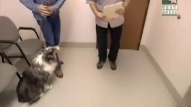 О породе Шетландская овчарка (Шелти) смотреть онлайн