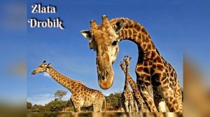 У меня живет жирафа