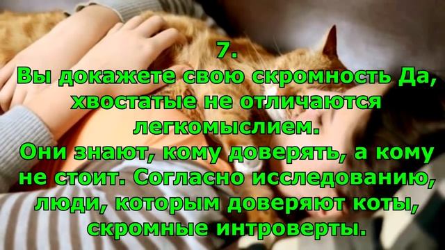 А вы тоже разрешаете коту спать в вашей постели. смотреть онлайн