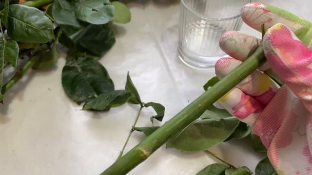 К ВЕСНЕ 2024 - ТРИ ЛУЧШИХ СПОСОБА ХРАНЕНИЯ ЧЕРЕНКОВ ?.