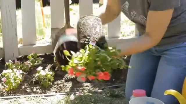 How to Plant Potted Flowers Outdoors in the Soil смотреть онлайн