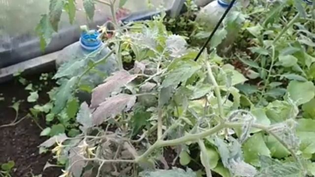 зола - выручалочка смотреть онлайн