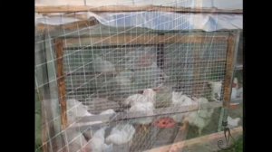 Как вырастить бройлеров  на даче. Минимум трудностей, максимум удовольствия! выпуск 2