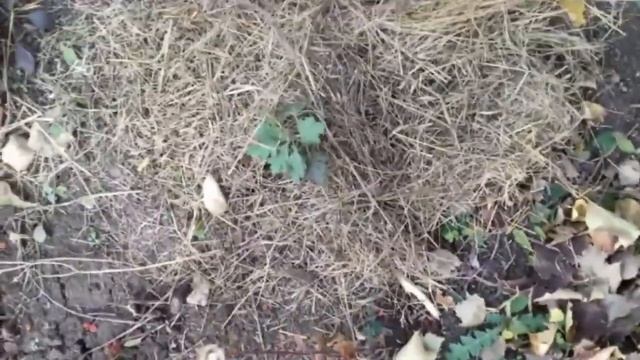 А нужно ли убирать опавшую листву осенью . Укрываем хризантемы на зиму . смотреть онлайн