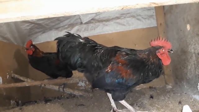 Красивые чёрные куры!!! смотреть онлайн