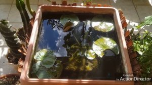 Горшки для кувшинок(нимфей)