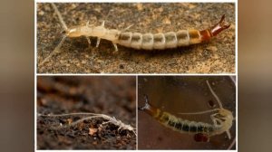 Уховёртки залезают в уши!? Правда или Миф?