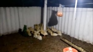 Вольерное выращивание  уток  Стар 53