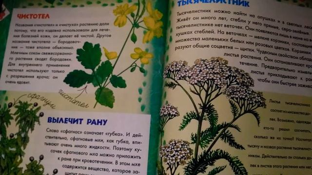 "Сфагнум"мох болотный бурый.Обзор(#3).Полезные растения. смотреть онлайн