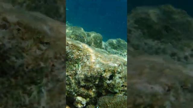 Сноркелинг на острове Бьяду Мальдивы. Snorkeling on Biyadhoo island Maldives. смотреть онлайн