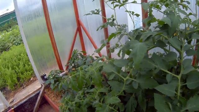 11 августа растения в теплице дача под Архангельском смотреть онлайн