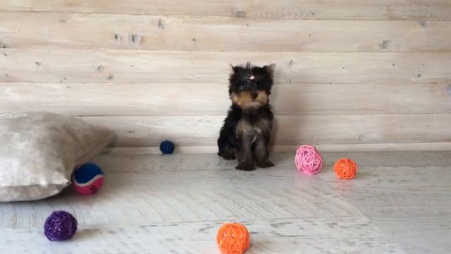 Купить щенка йоркширского терьера с мордашкой БЕБИ - ФЕЙС смотреть онлайн