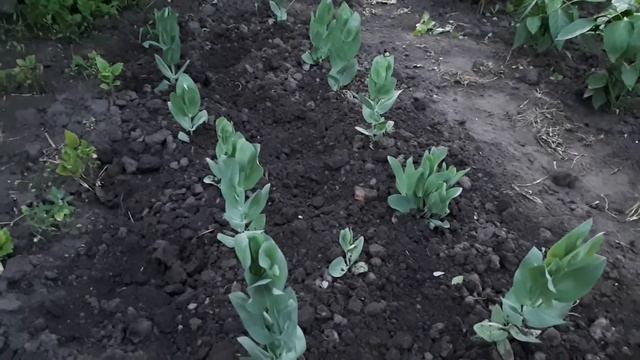 Эустома. Анализ эксперимента. смотреть онлайн