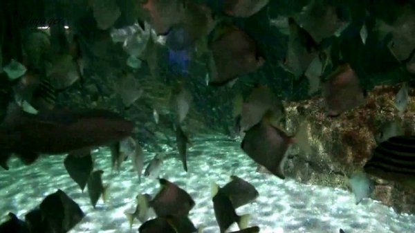 Siam Ocean World . Bangkok. Thailand 