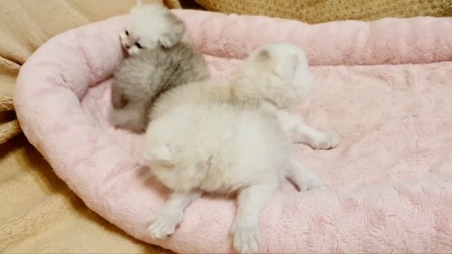 Возня маленьких котят британской серебристой шиншиллы смотреть онлайн