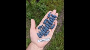 СИБИРЯЧКА сорт жимолости