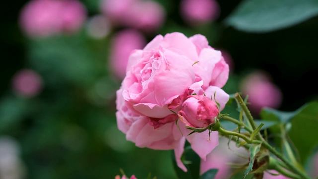 Rose Blossom Bloom Pink Bloom Flora Summer смотреть онлайн