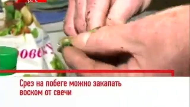 Роза из коробки. Как правильно выращивать розы смотреть онлайн