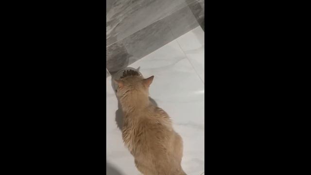Как дать коту таблетку легко и без стрессов. Лучший способ. смотреть онлайн