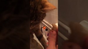 Конъюнктивит у кошки. Лечение конъюнктивита питомца народными средствами в домашних условиях