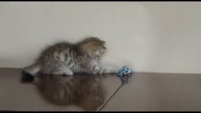 ПРОДАЖА - Золотой пятнистый британский котенок смотреть онлайн