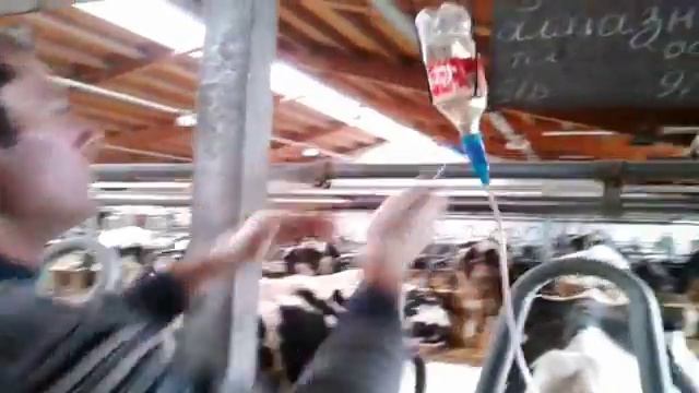 Внутривенное введение растворов корове смотреть онлайн