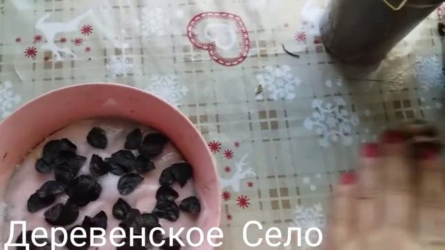 Гиппеаструм,сею семена гиппеаструма .когда зацветёт ?#ДеревенскоеСело смотреть онлайн