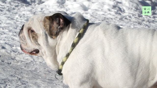 Английский бульдог: не обидит и кошку! смотреть онлайн